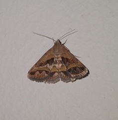 Acantholipes
