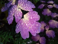Thalictrum venulosum