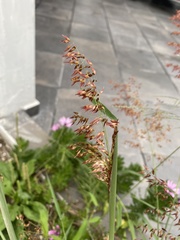 Melinis repens