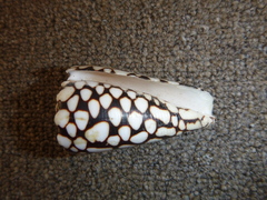 Conus marmoreus