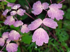 Thalictrum venulosum