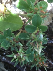 Trifolium scabrum