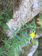 Linaria saxatilis