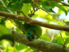 Cyclopsitta diophthalma