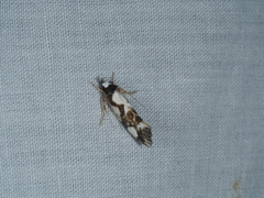 Machetis aphrobola
