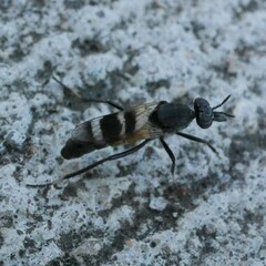 Acupalpa divisa
