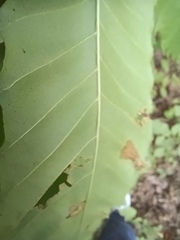 Castanea dentata