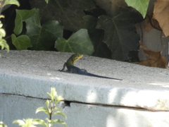 Liolaemus tenuis