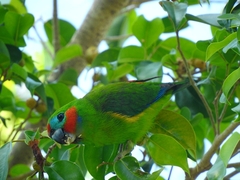 Cyclopsitta diophthalma