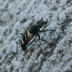 Acupalpa divisa