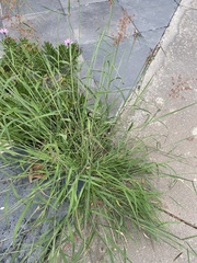 Melinis repens