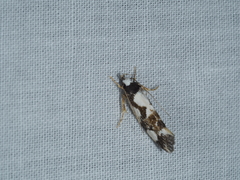 Machetis aphrobola
