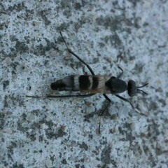 Acupalpa divisa