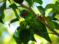 Cyclopsitta diophthalma