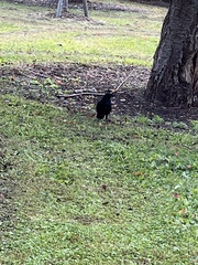 Corvus corone orientalis