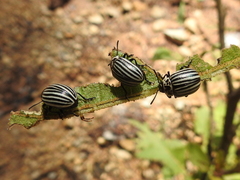 Leptinotarsa undecimlineata