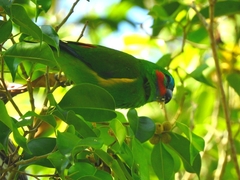 Cyclopsitta diophthalma