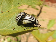 Leptinotarsa undecimlineata