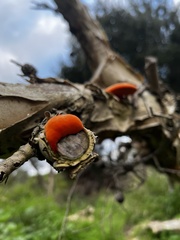 Trametes coccinea