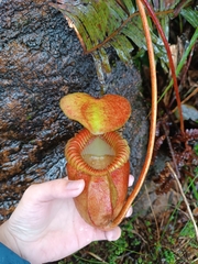 Nepenthes villosa