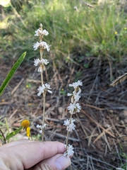 Eriogonum racemosum