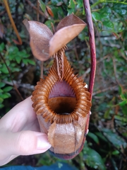Nepenthes villosa