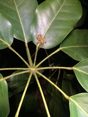 Gryllacrididae