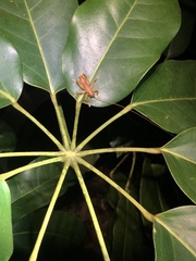 Gryllacrididae