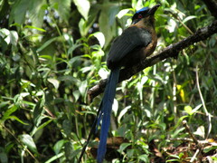 Momotus aequatorialis
