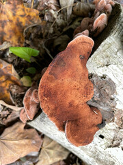 Rhodofomes cajanderi