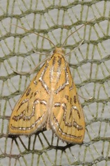 Daulia magdalena