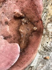 Rhodofomes cajanderi