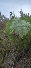 Artemisia afra