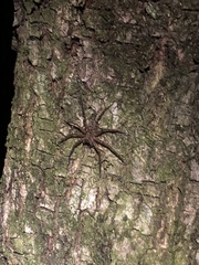 Heteropodinae