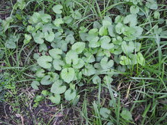 Violaceae