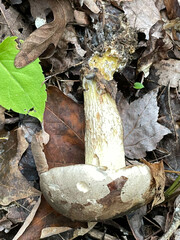Retiboletus griseus