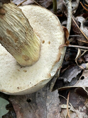 Retiboletus griseus