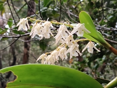 Epidendroideae