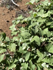 Ambrosia chenopodiifolia