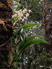Epidendroideae
