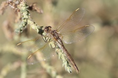 Sympetrum costiferum