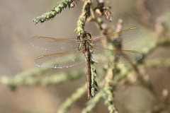 Sympetrum costiferum