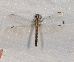 Erythrodiplax minuscula