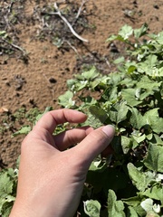 Ambrosia chenopodiifolia