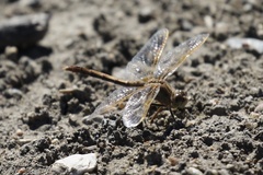 Sympetrum costiferum