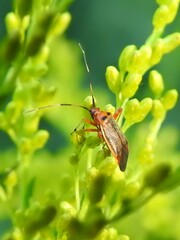 Adelphocoris rapidus