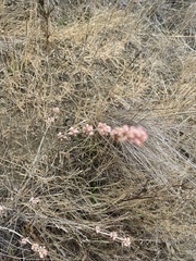 Eriogonum elongatum