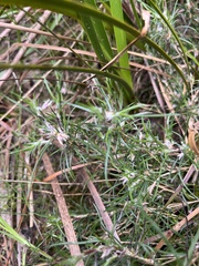 Laxmannia orientalis