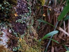 Epidendroideae