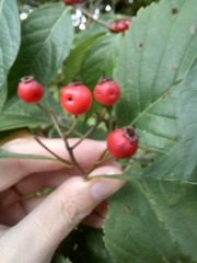 Crataegus calpodendron